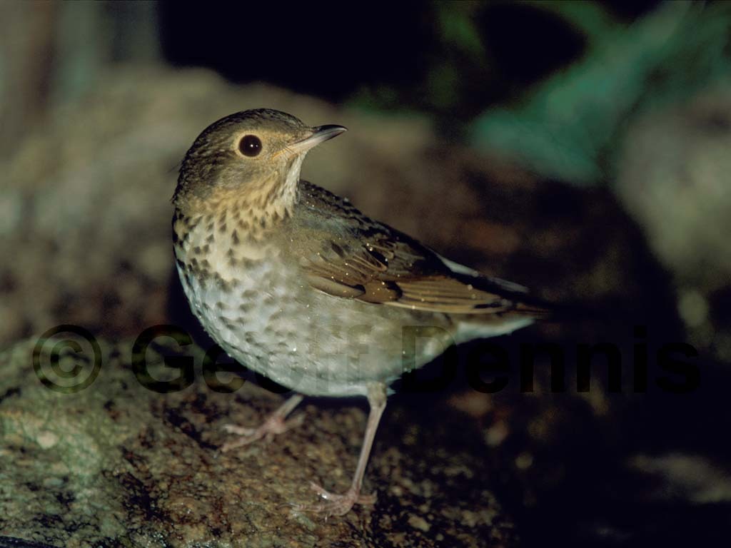 SWTH-AA_Swainsons-Thrush