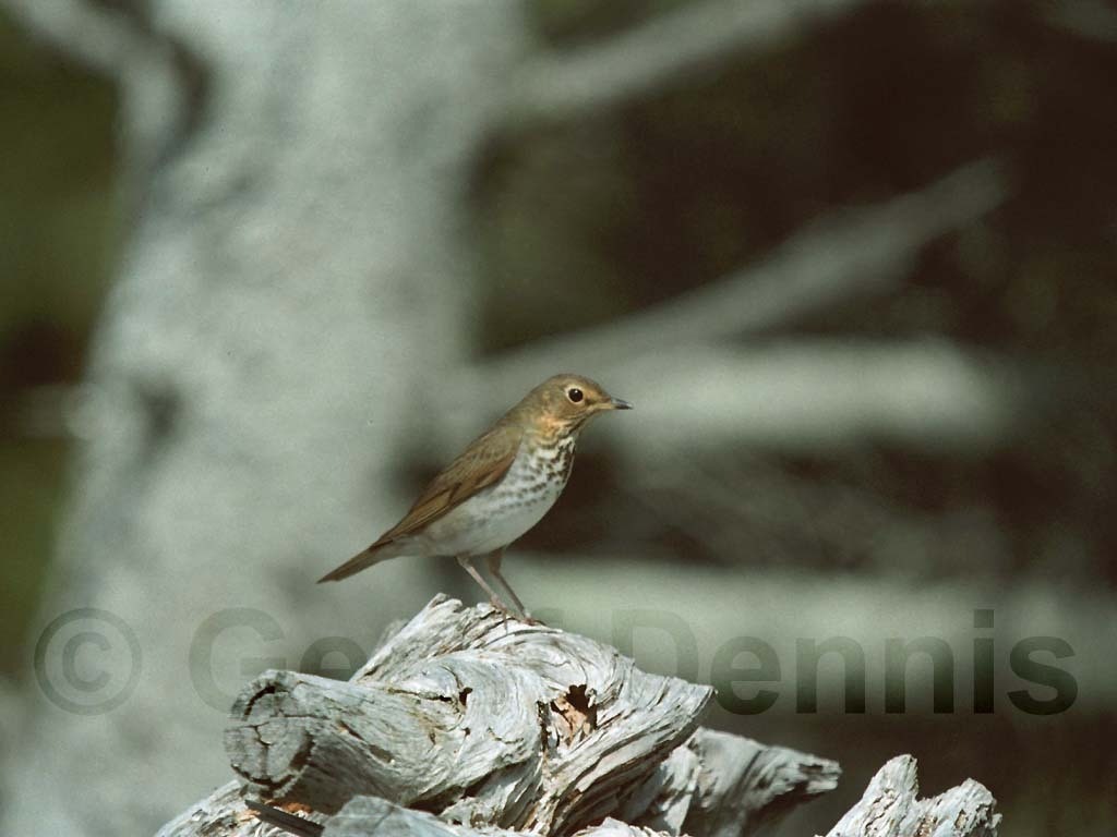 SWTH-AB_Swainsons-Thrush