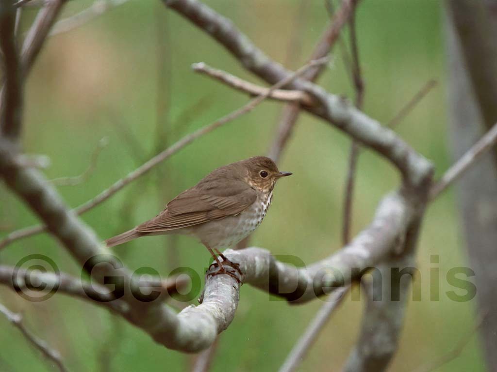 SWTH-AC_Swainsons-Thrush