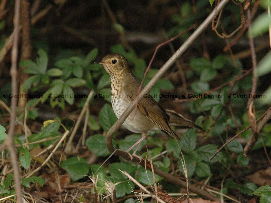 SWTH-AD_Swainsons-Thrush