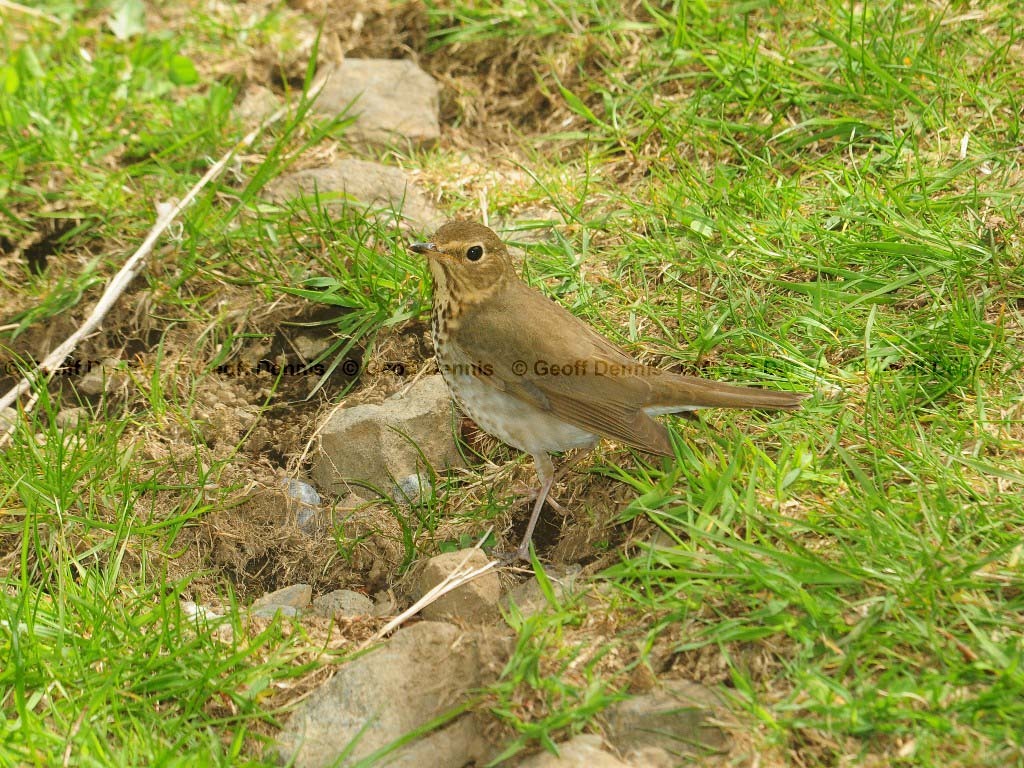 SWTH-AE_Swainsons-Thrush