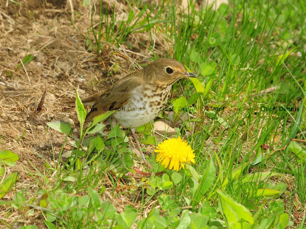 SWTH-AF_Swainsons-Thrush