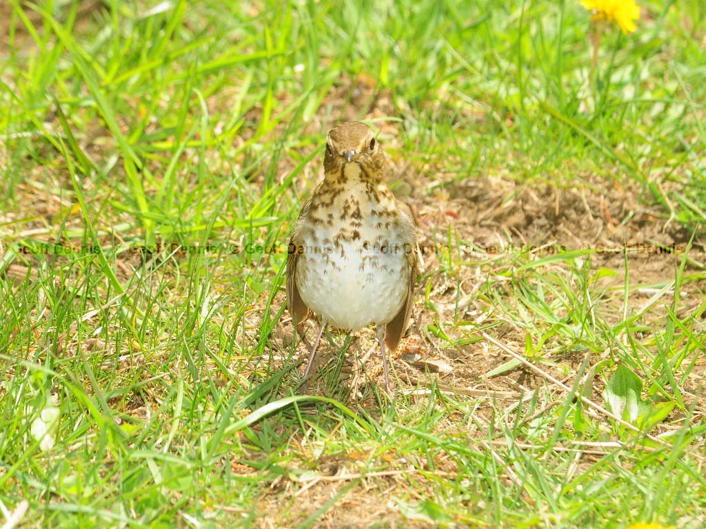 SWTH-AG_Swainsons-Thrush