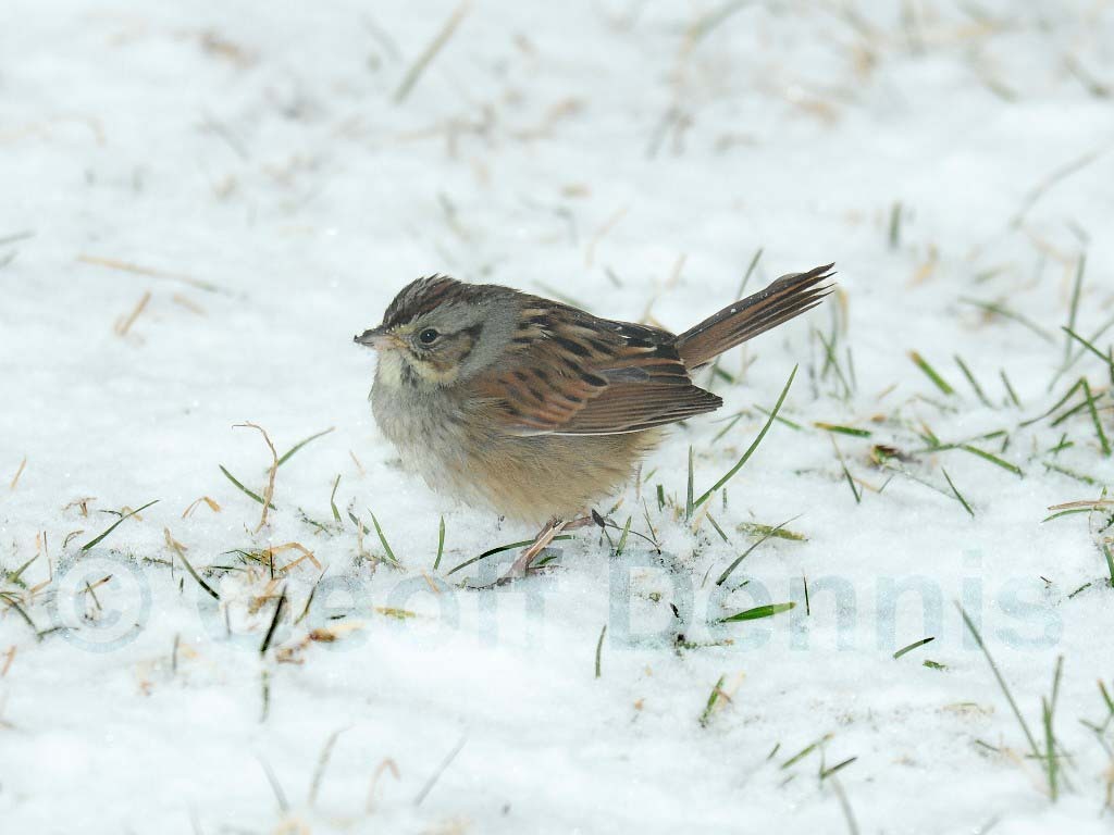 SWSP-AA_Swamp-Sparrow