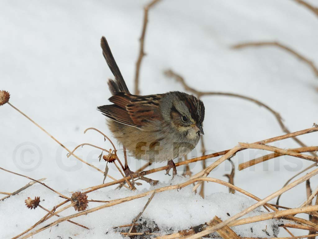 SWSP-AB_Swamp-Sparrow