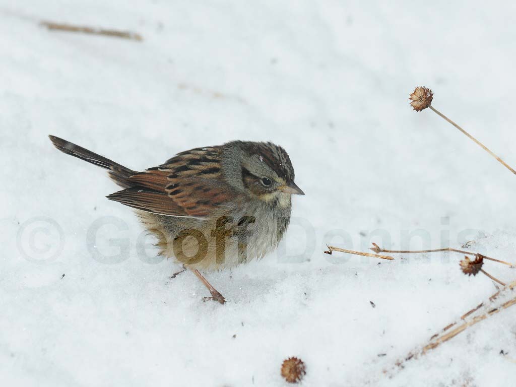 SWSP-AC_Swamp-Sparrow