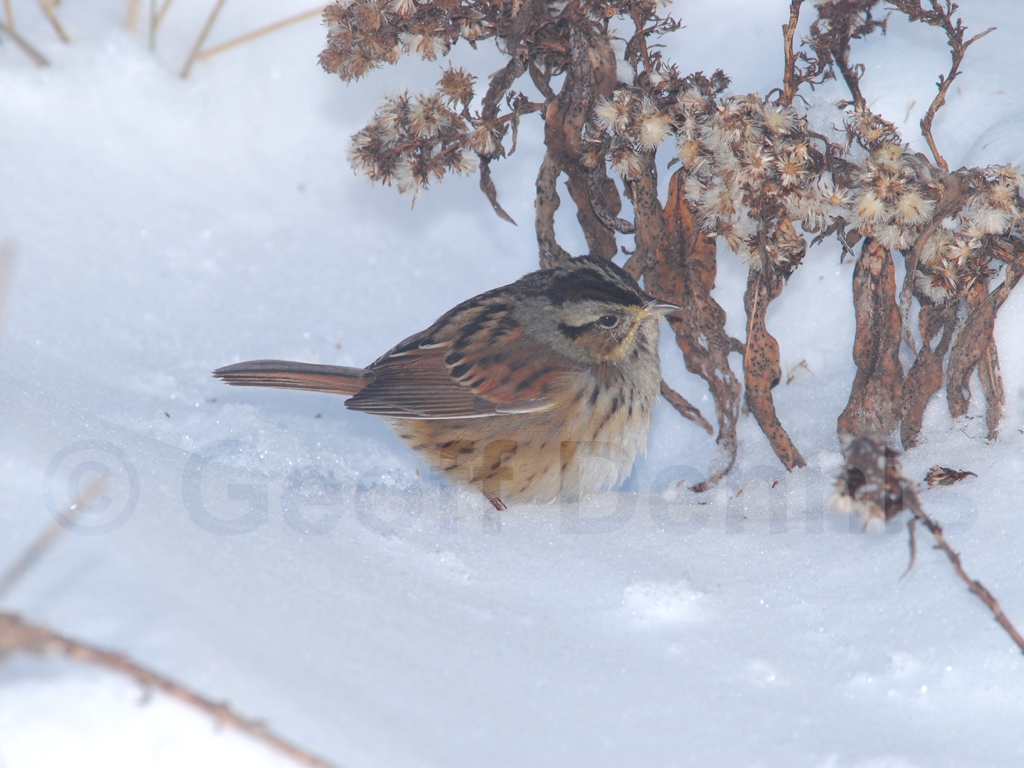 SWSP-AD_Swamp-Sparrow