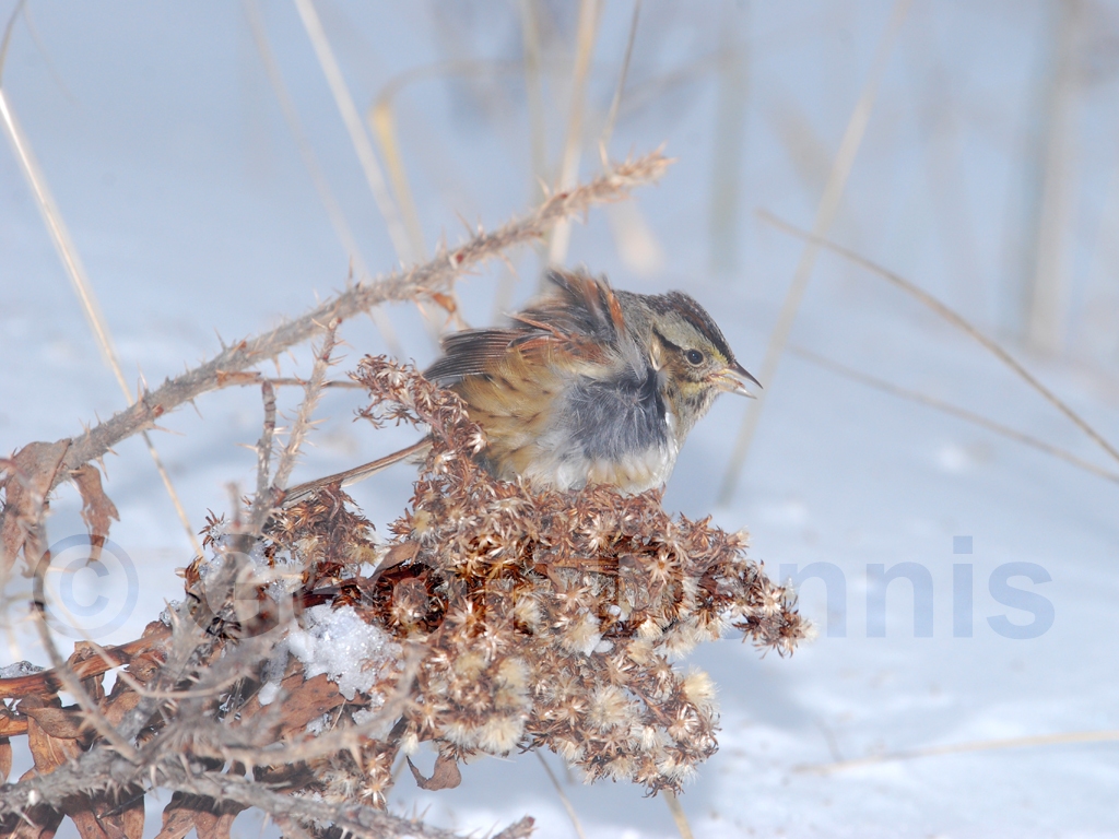 SWSP-AE_Swamp-Sparrow