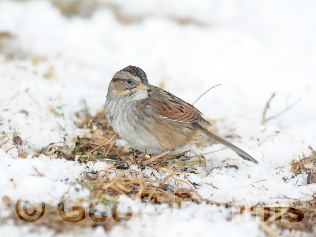 SWSP-AF_Swamp-Sparrow