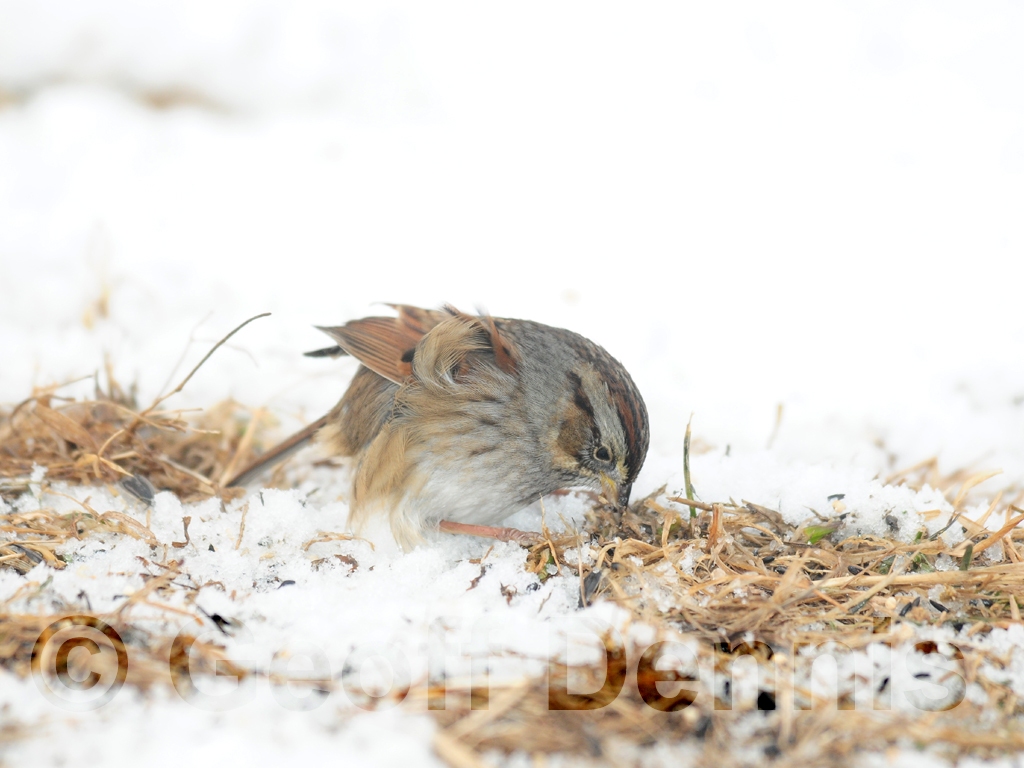 SWSP-AG_Swamp-Sparrow