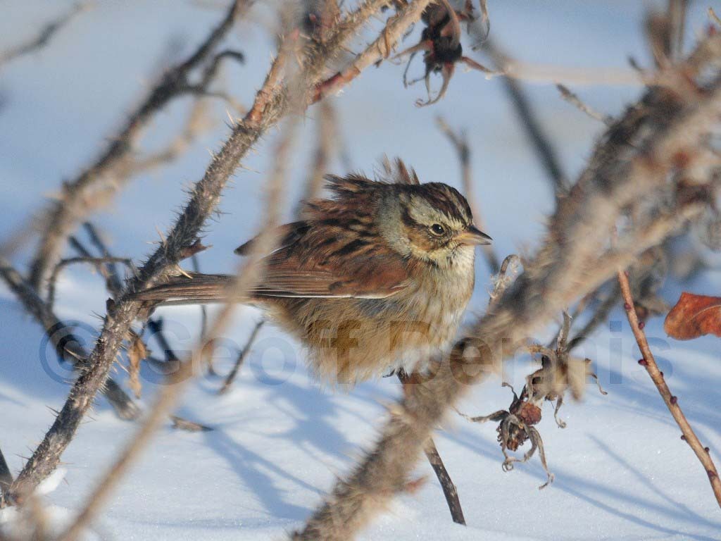 SWSP-AH_Swamp-Sparrow