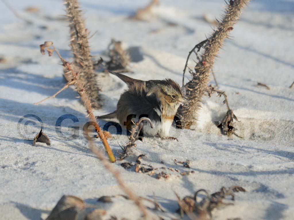 SWSP-AI_Swamp-Sparrow