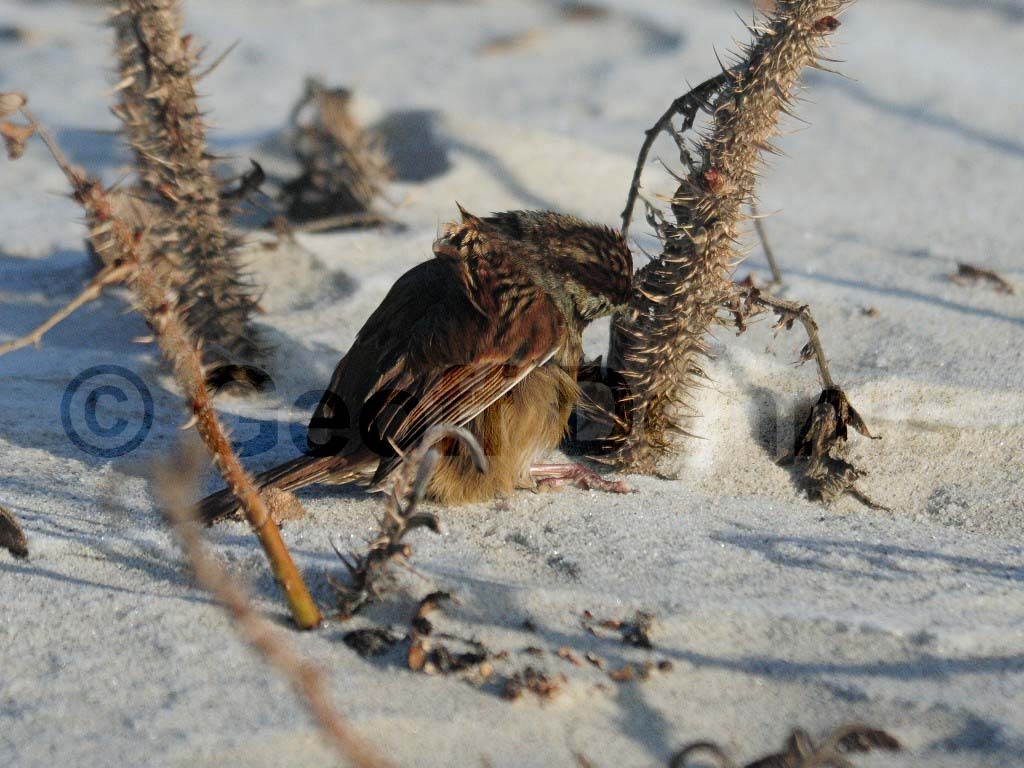 SWSP-AJ_Swamp-Sparrow
