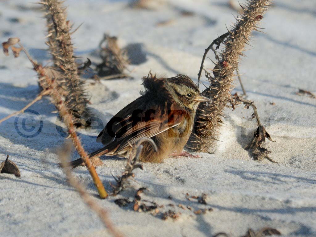 SWSP-AK_Swamp-Sparrow