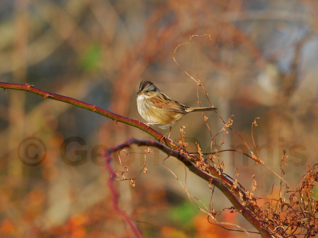 SWSP-AL_Swamp-Sparrow