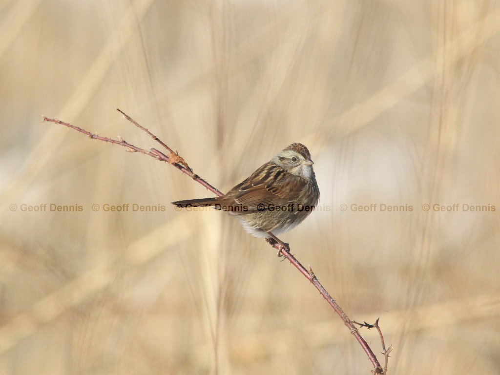 SWSP-AM_Swamp-Sparrow