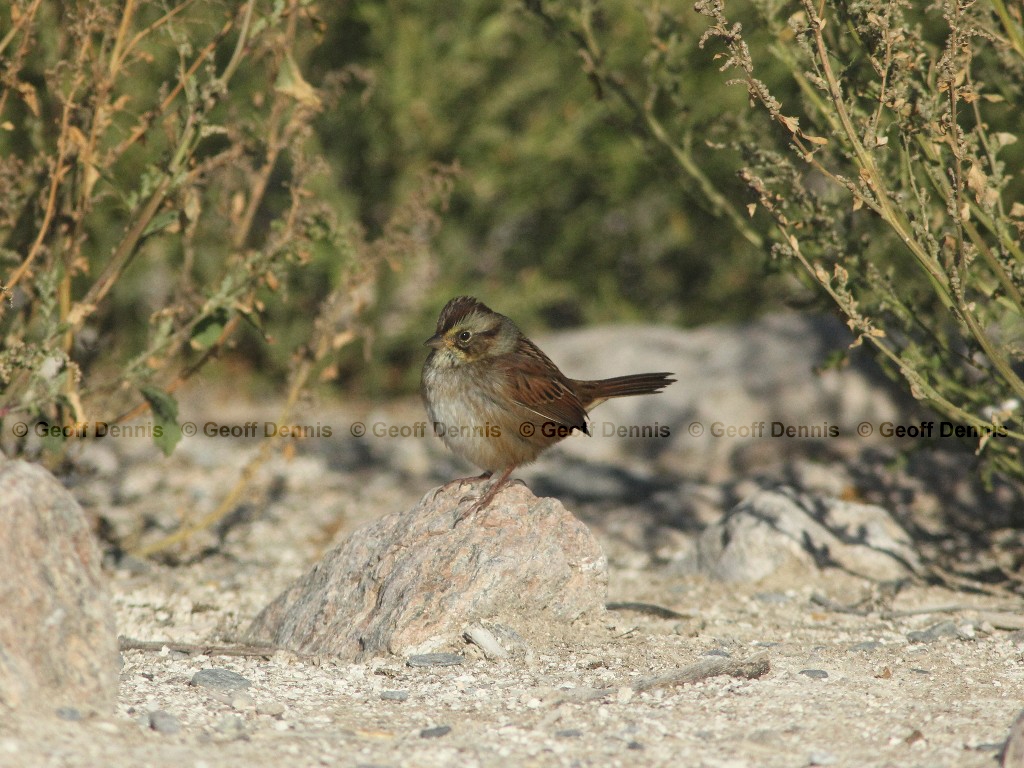 SWSP-AN_Swamp-Sparrow