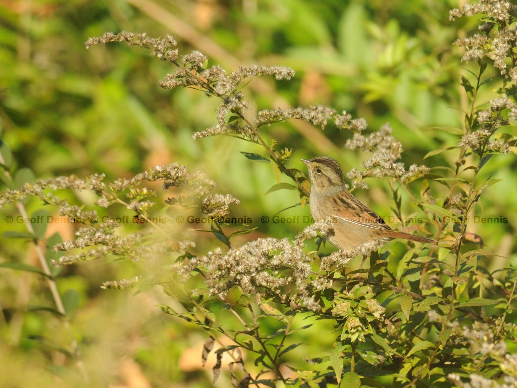 SWSP-AO_Swamp-Sparrow