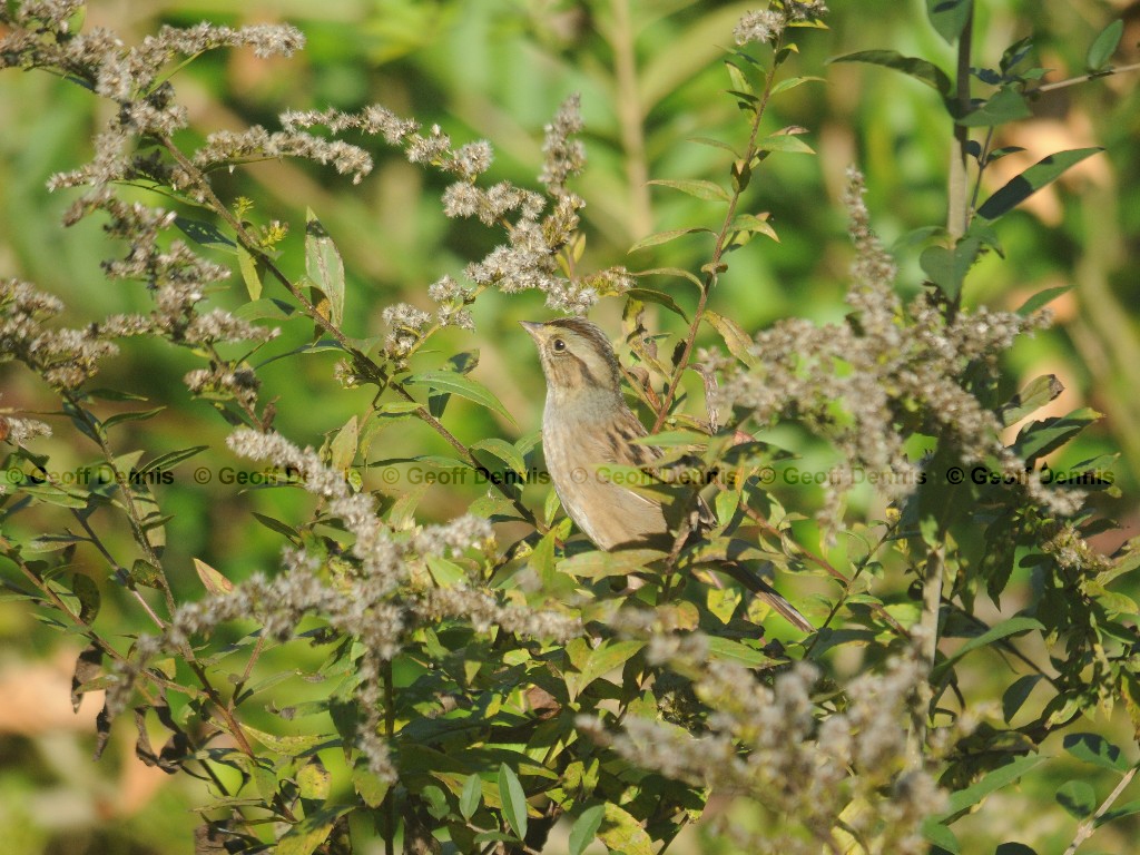 SWSP-AP_Swamp-Sparrow
