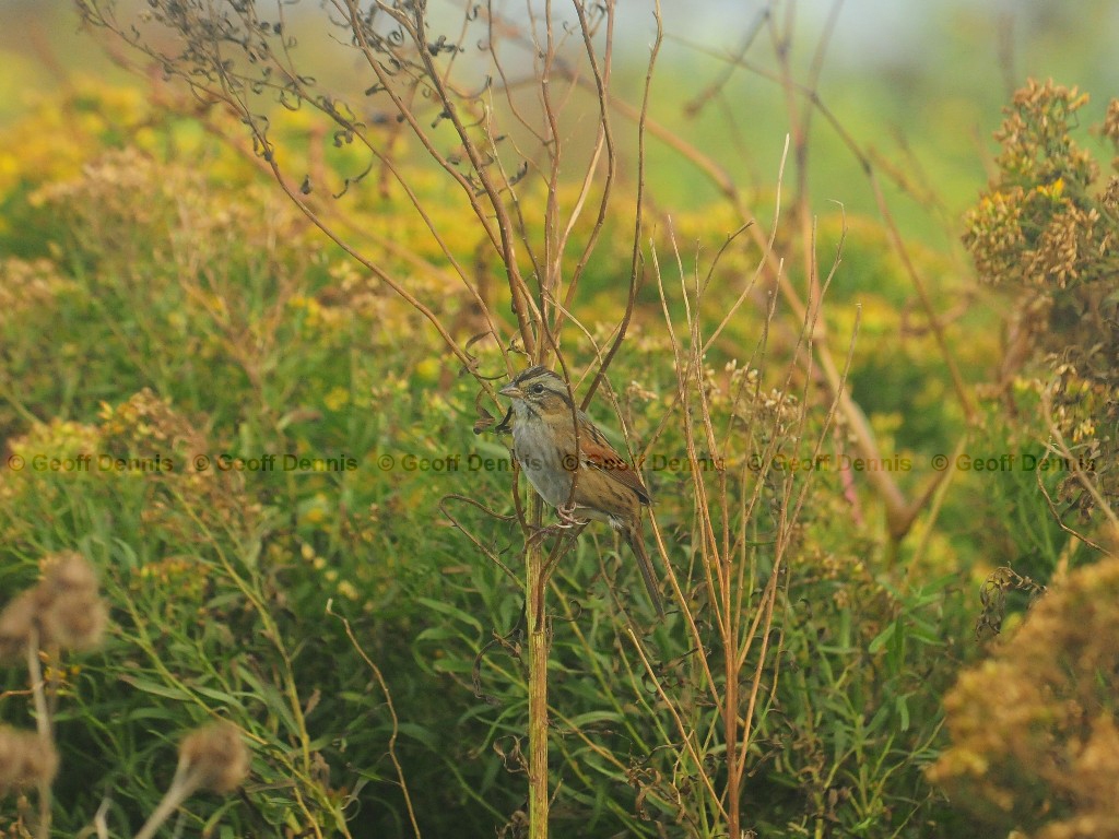 SWSP-AQ_Swamp-Sparrow