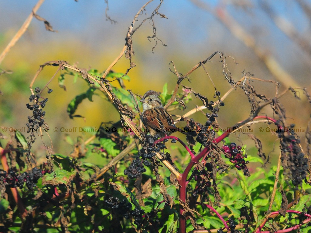 SWSP-AR_Swamp-Sparrow