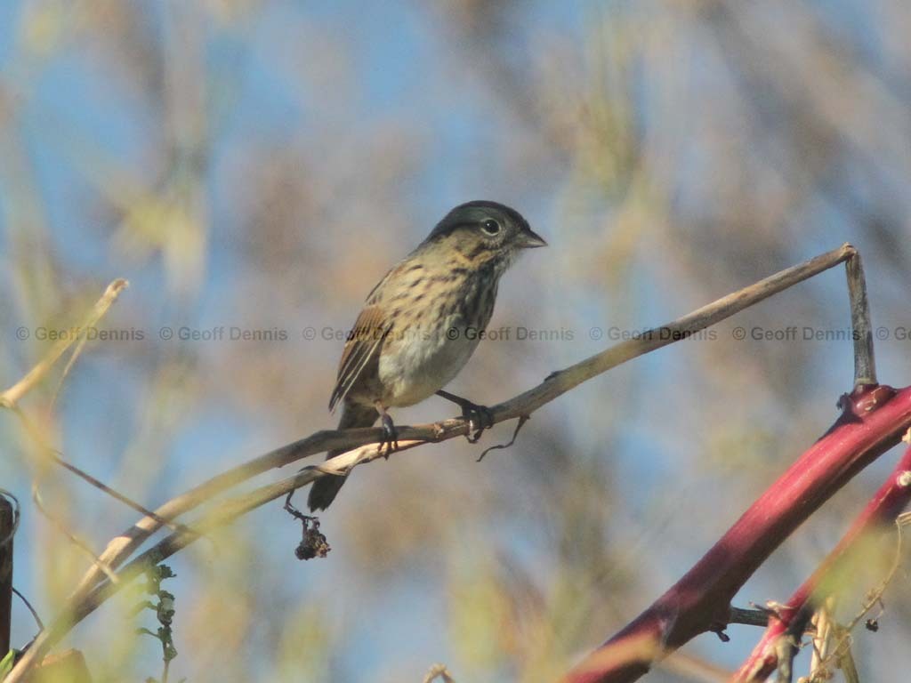 SWSP-AS_Swamp-Sparrow