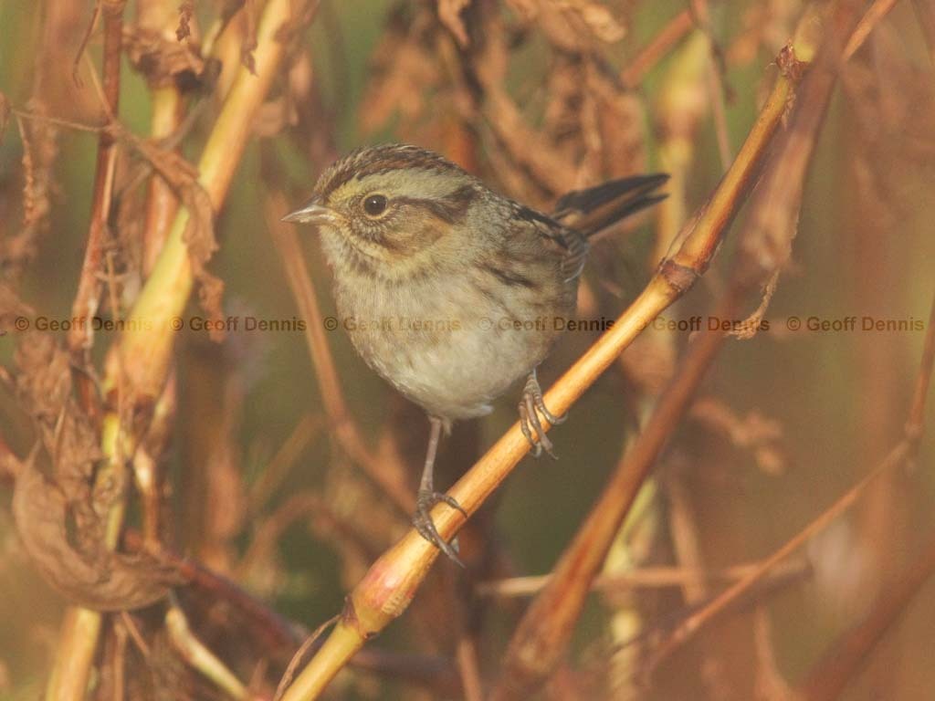 SWSP-AT_Swamp-Sparrow