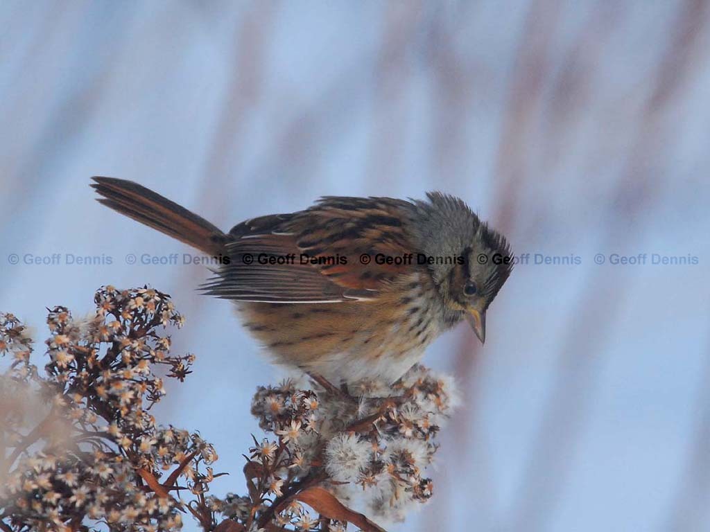 SWSP-AU_Swamp-Sparrow