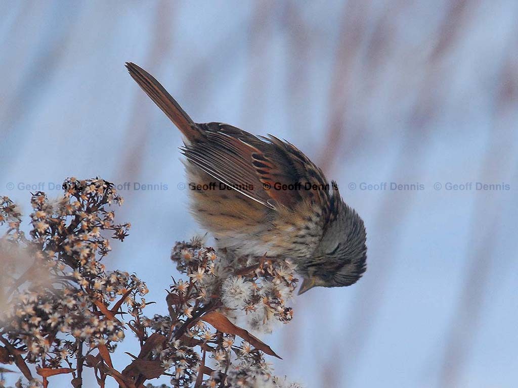 SWSP-AV_Swamp-Sparrow