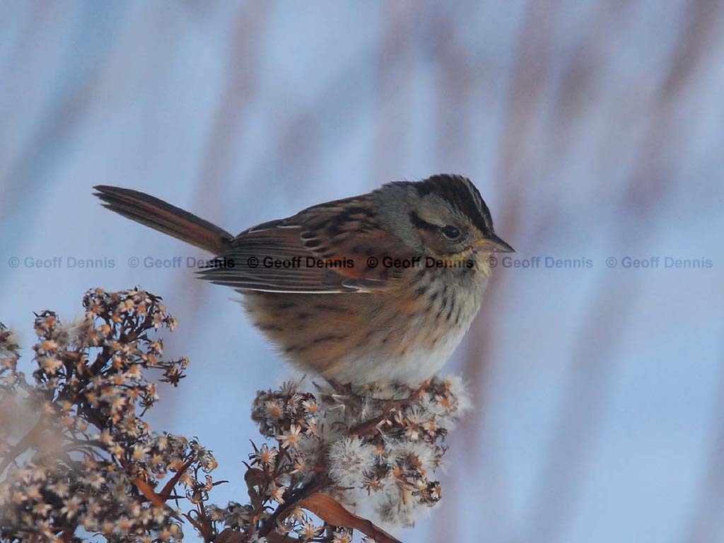 SWSP-AW_Swamp-Sparrow