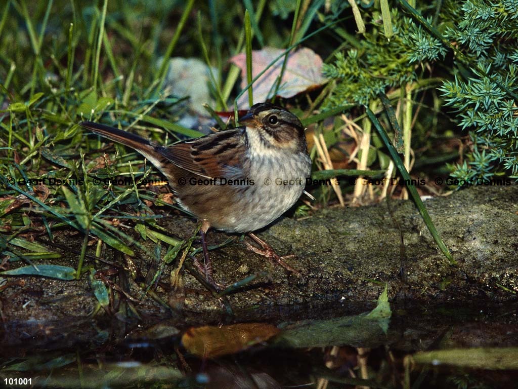 SWSP-AX_Swamp-Sparrow