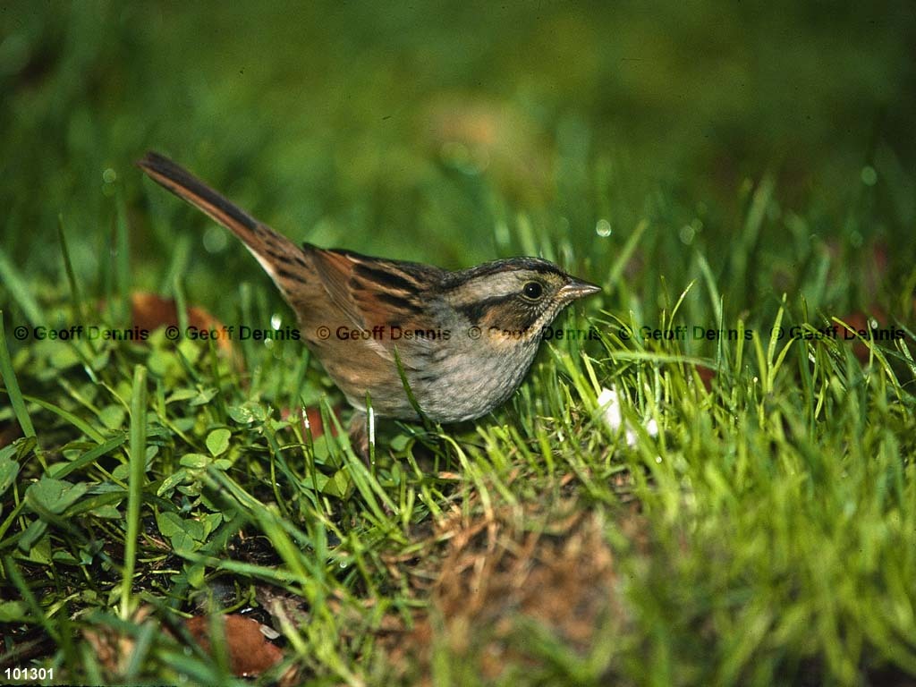 SWSP-AY_Swamp-Sparrow