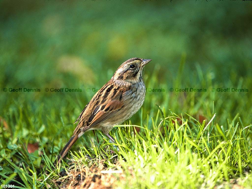 SWSP-BA_Swamp-Sparrow