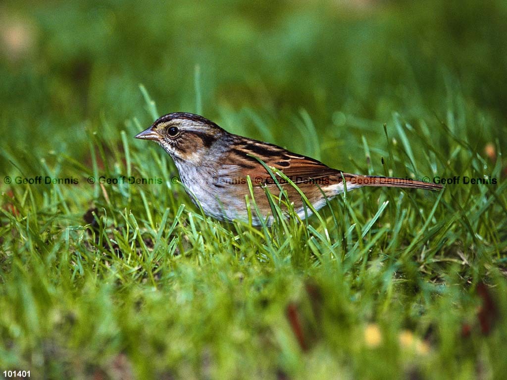 SWSP-BB_Swamp-Sparrow