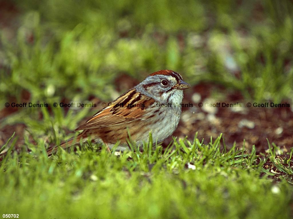 SWSP-BC_Swamp-Sparrow