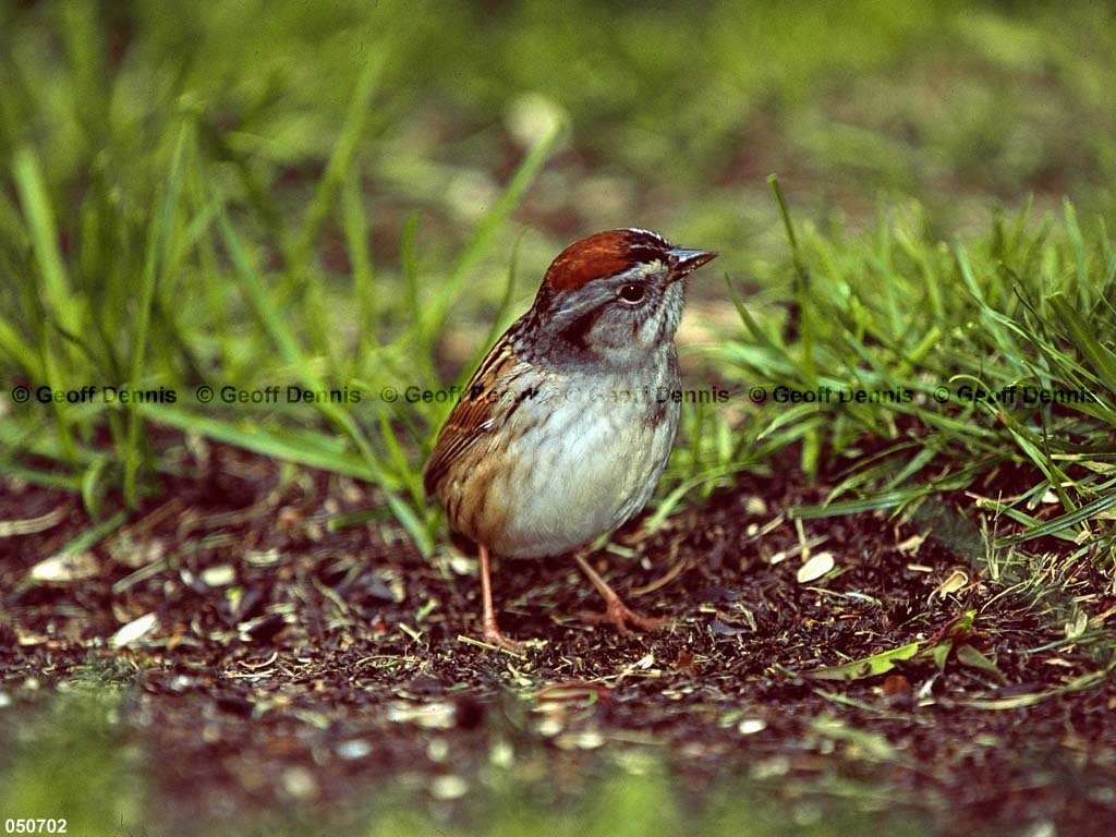 SWSP-BD_Swamp-Sparrow