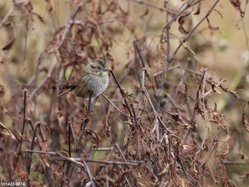 SWSP-BE_Swamp-Sparrow