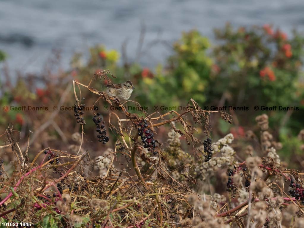 SWSP-BF_Swamp-Sparrow