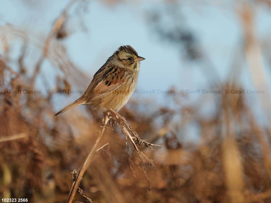 SWSP-BG_Swamp-Sparrow
