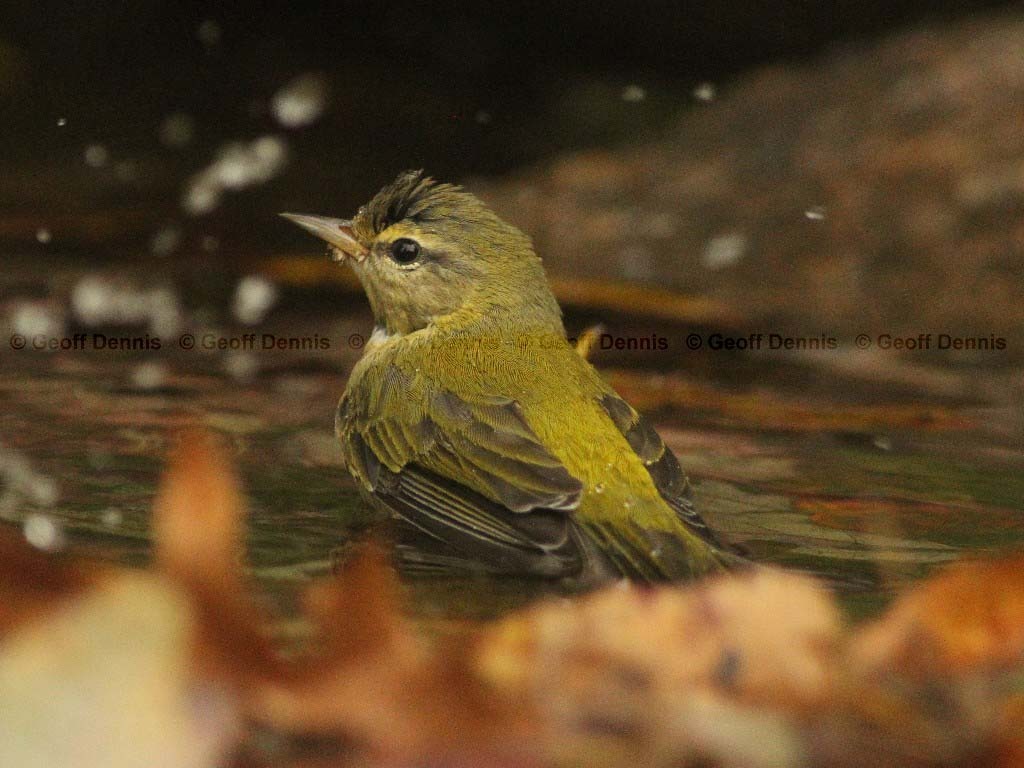 TEWA-AA_Tennessee-Warbler