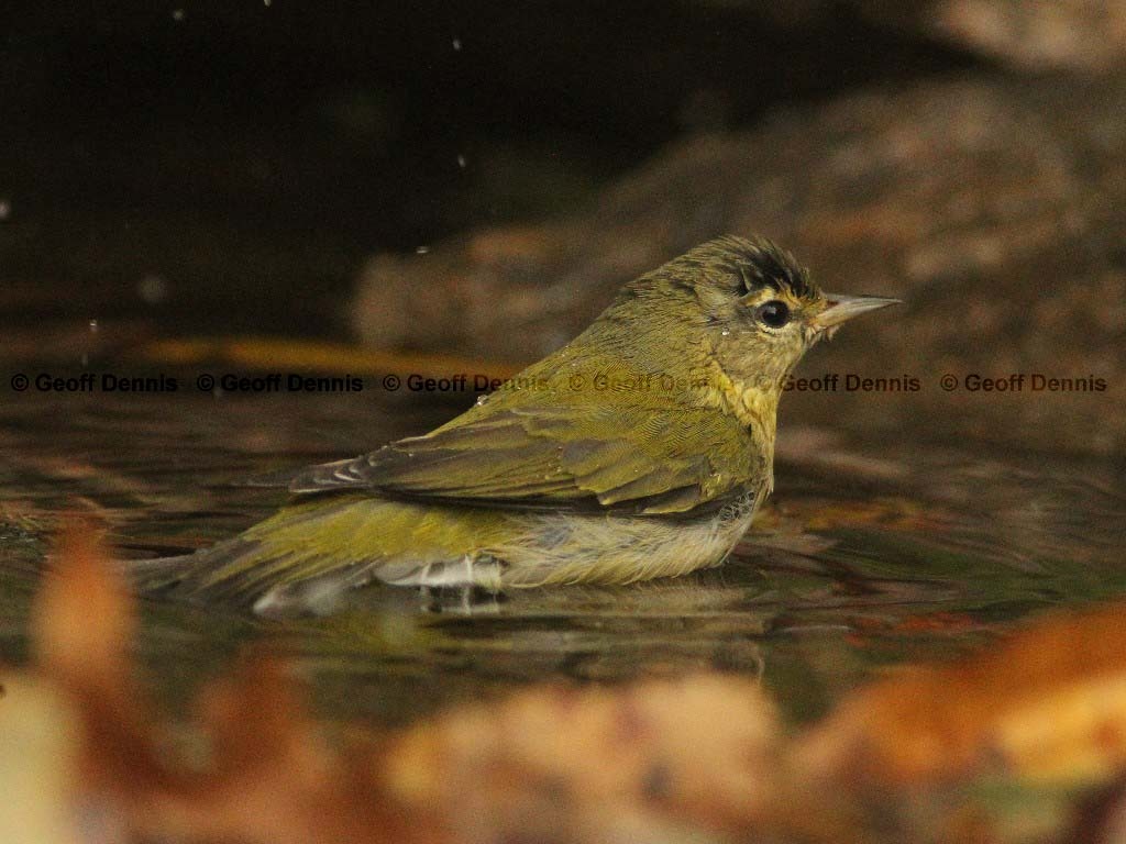 TEWA-AB_Tennessee-Warbler