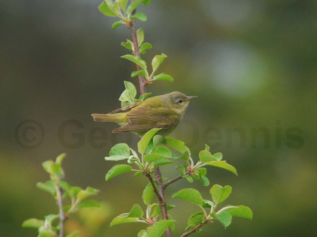 TEWA-AC_Tennessee-Warbler