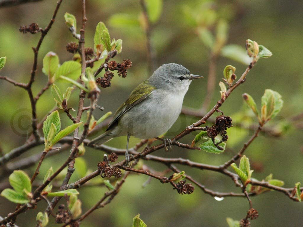 TEWA-AD_Tennessee-Warbler