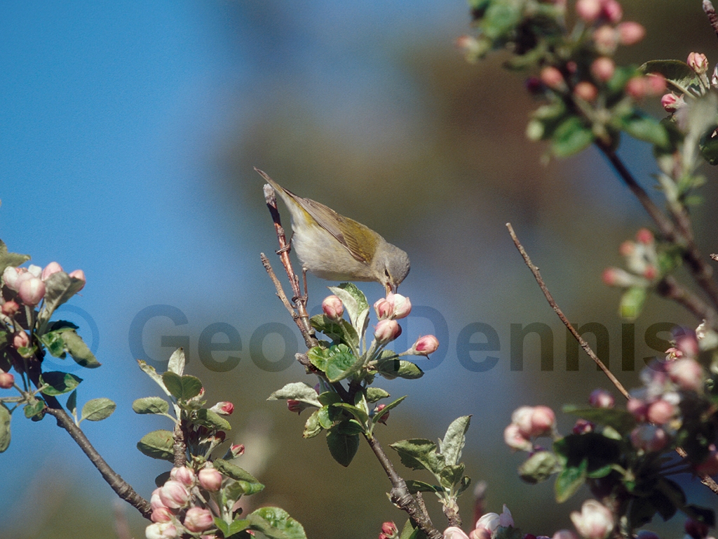 TEWA-AE_Tennessee-Warbler