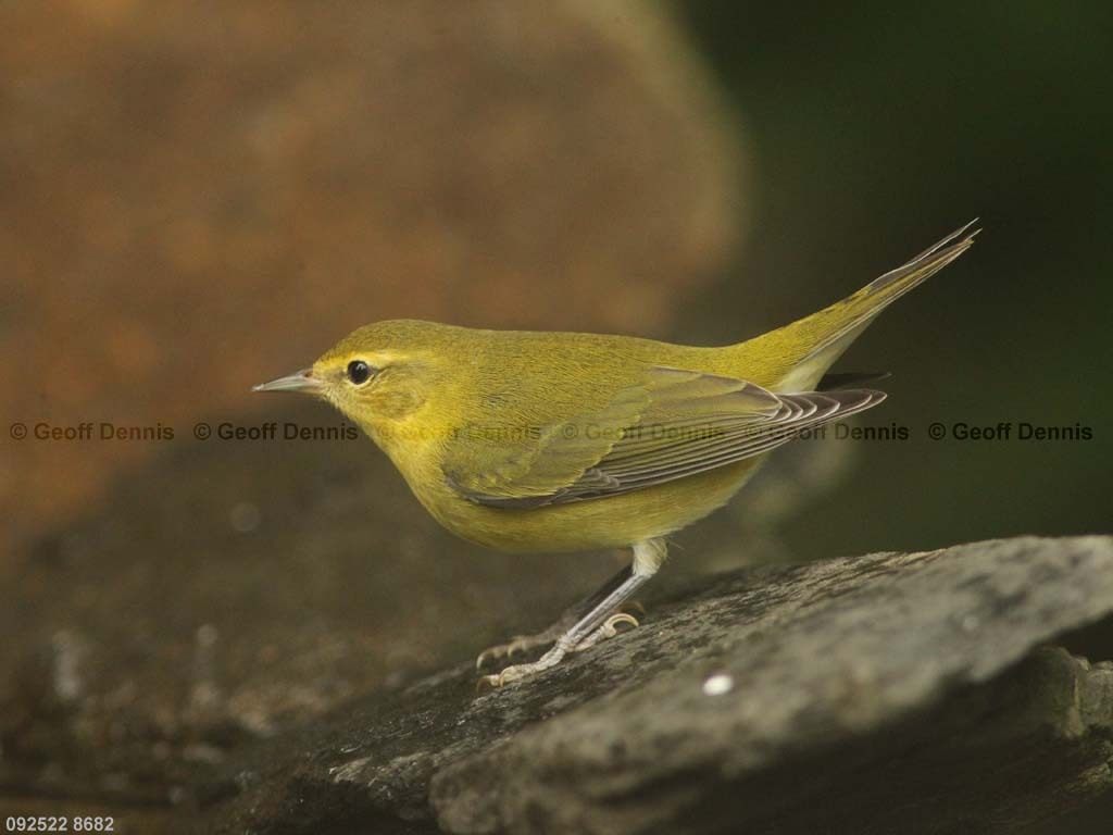 TEWA-AF_Tennessee-Warbler