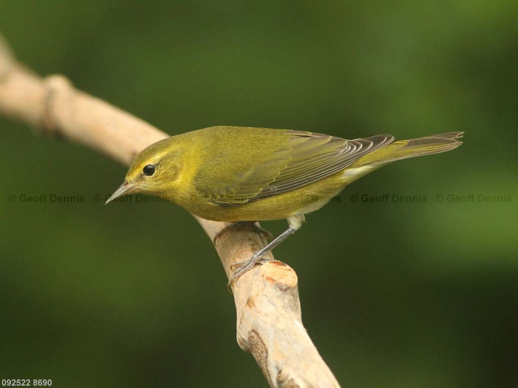 TEWA-AG_Tennessee-Warbler