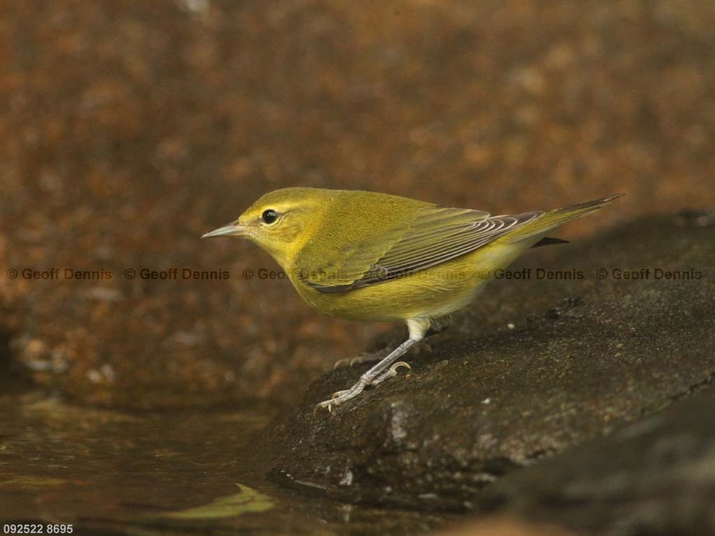 TEWA-AH_Tennessee-Warbler