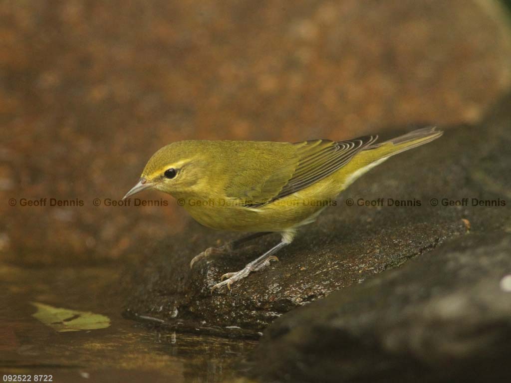 TEWA-AI_Tennessee-Warbler