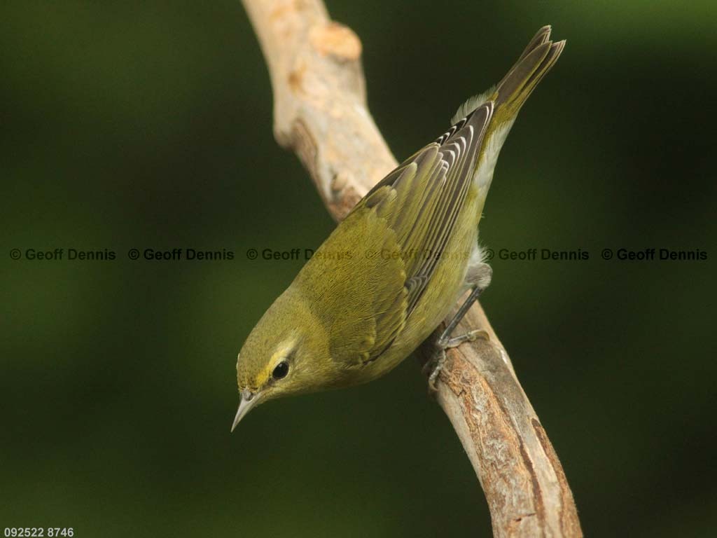 TEWA-AJ_Tennessee-Warbler
