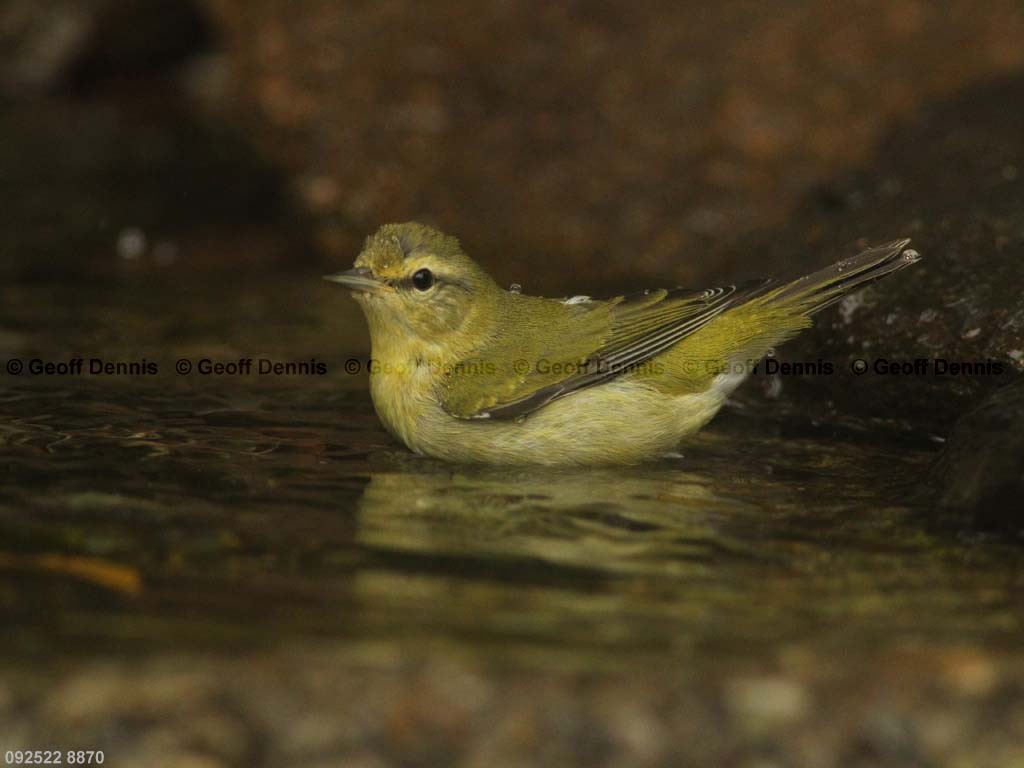 TEWA-AK_Tennessee-Warbler
